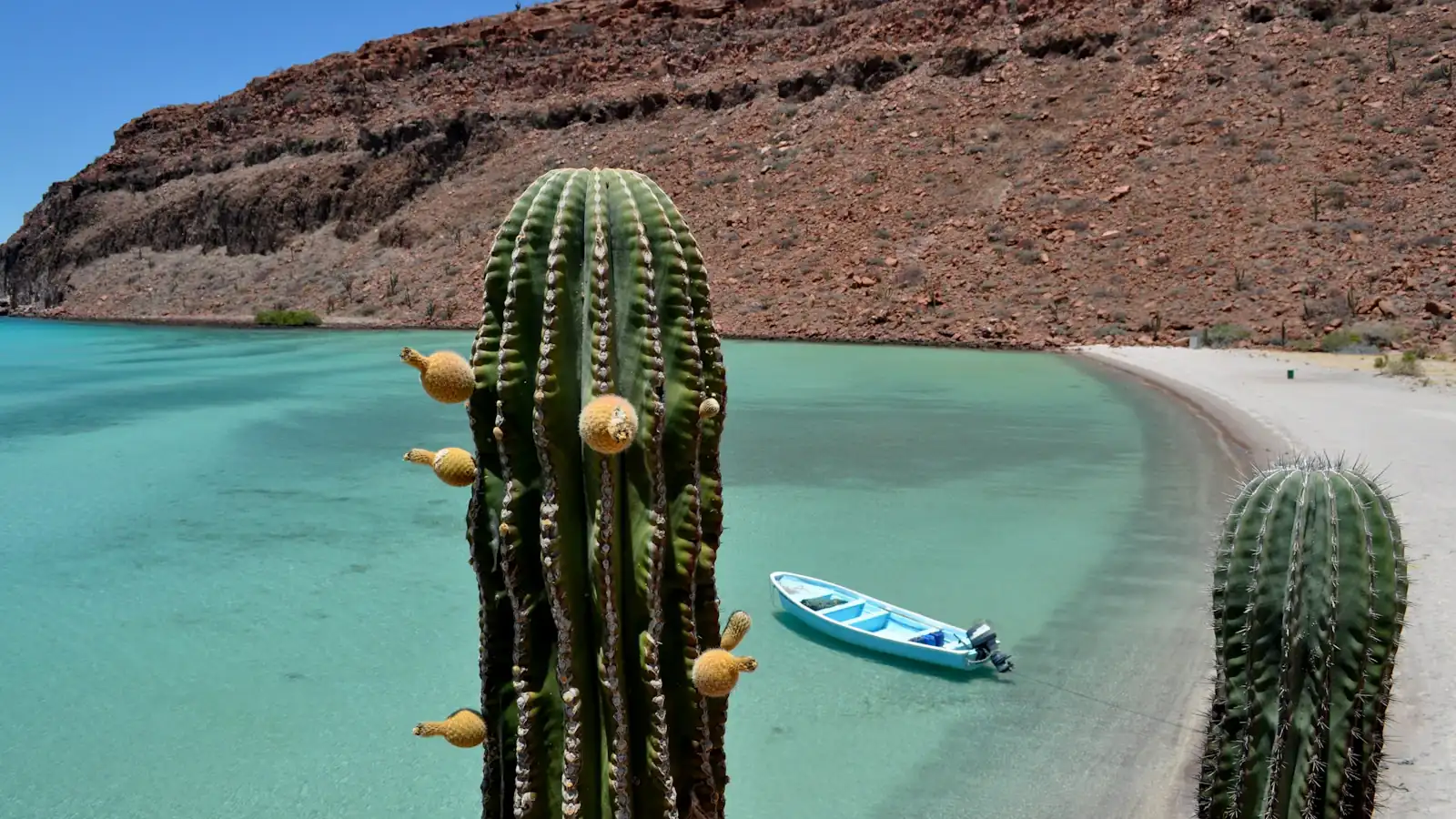 green cactus near body of water during daytime