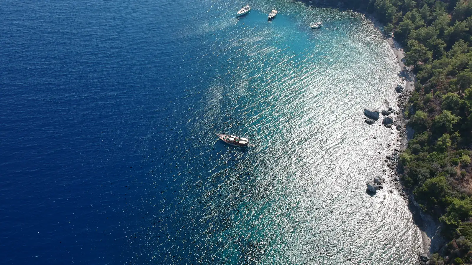aerial photography of green trees beside sea